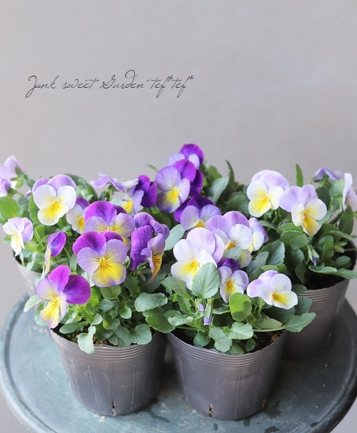 �����إѥ󥸡�����餯����ʼ� �إ�٥������