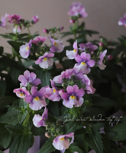 �ɺ��ͥ᥷�� �˥� �إ饺�٥꡼�Х����顼��