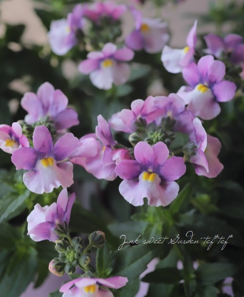 �ɺ��ͥ᥷�� �˥� �إ饺�٥꡼�Х����顼��