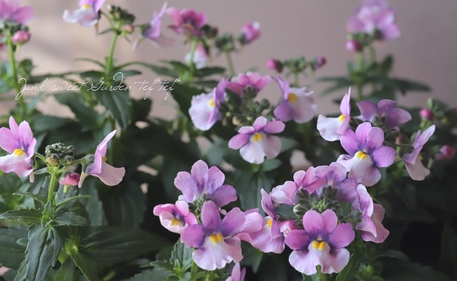 �ɺ��ͥ᥷�� �˥� �إ饺�٥꡼�Х����顼��