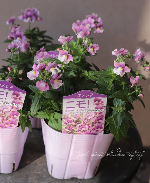 �ɺ��ͥ᥷�� �˥� �إ饺�٥꡼�Х����顼��