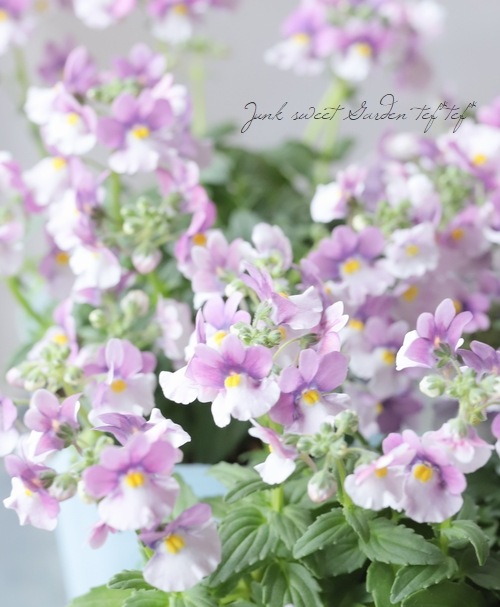 �ɺ��ͥ᥷�� �˥� �إ饺�٥꡼�Х����顼��