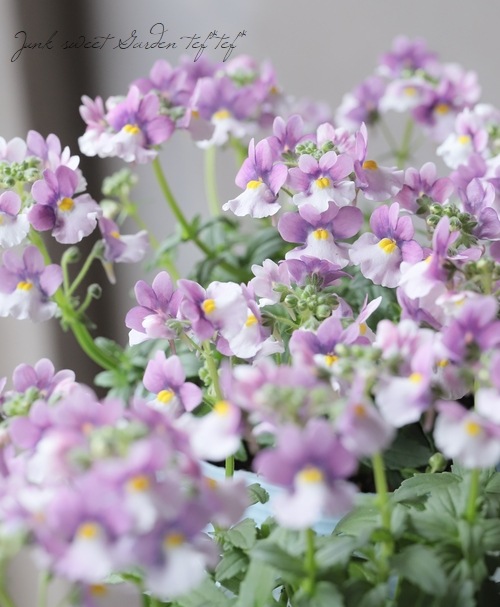 �ɺ��ͥ᥷�� �˥� �إ饺�٥꡼�Х����顼��