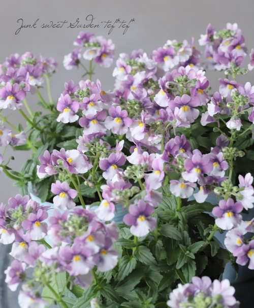 �ɺ��ͥ᥷�� �˥� �إ饺�٥꡼�Х����顼��