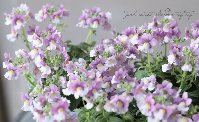 �ɺ��ͥ᥷�� �˥� �إ饺�٥꡼�Х����顼��