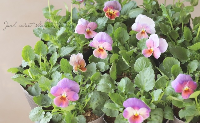 B・F・S collaboration】 みもとコラボビオラ 『B64』 | すべての商品