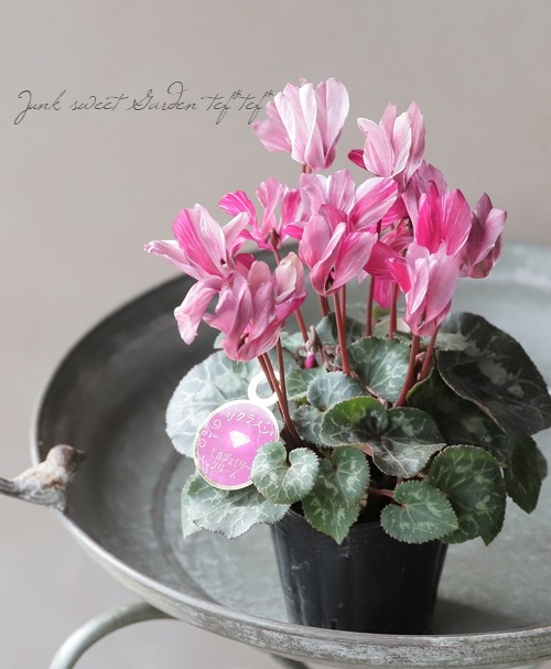 ガーデンシクラメン・ジュエリーシリーズ 『モカ・チョコ』 絞り模様