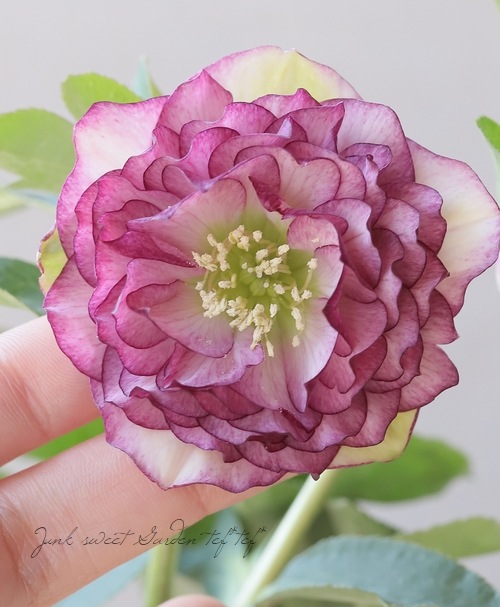 横山園芸・育種生産】 ダブル多弁咲きクリスマスローズ 『プリマドレス