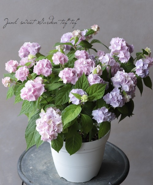 【花苗】ヤマアジサイ　伊予獅子てまり　ポットごと発送　紫陽花　山紫陽花 花苗】ヤマアジサイ 伊予獅子てまり ポットごと発送 紫陽花 山紫陽花