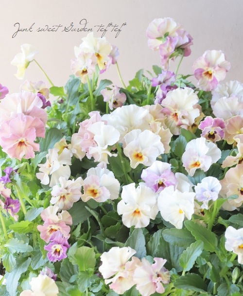 【新品】小さいビオラセット①　383ｍｍ 新品】小さいビオラセット① 383mm 新品】小さいビオラセット①