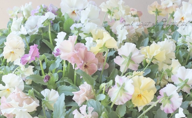 ビオラ 『最新品種オリジナルアソート』 花日和オリジナル | すべての