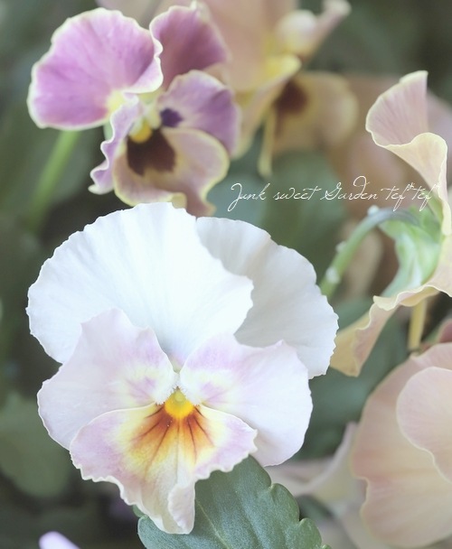 ビオラ 『最新品種オリジナルアソート』 花日和オリジナル | すべての