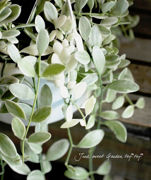 ������ǥ������ǥ������٥󥬥�󥷥����إ�����ɥͥå��쥹��