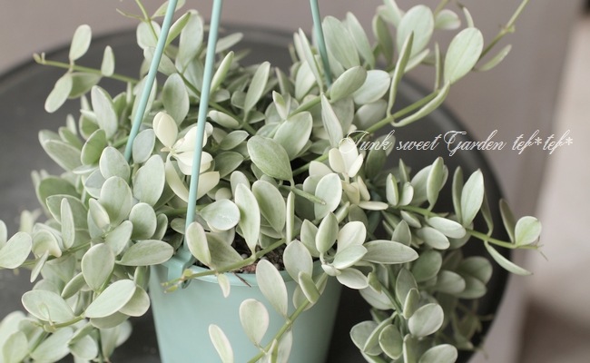 ������ǥ������ǥ������٥󥬥�󥷥����إ�����ɥͥå��쥹��