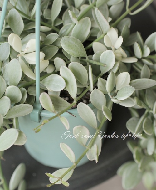 ������ǥ������ǥ������٥󥬥�󥷥����إ�����ɥͥå��쥹��