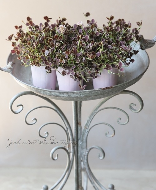 ߤȱݥ󥸥륯С إ祳ߥȡ