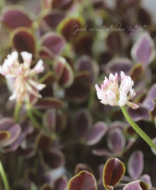 ߤȱݥ󥸥륯С إ祳ߥȡ