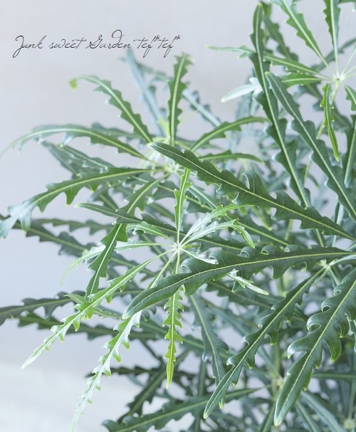 �ڴ��տ�ʪ�� ����쥢���إ��꡼�󥨥쥬�󥹡�