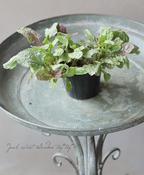 �����奬���إ������ƥ��å���