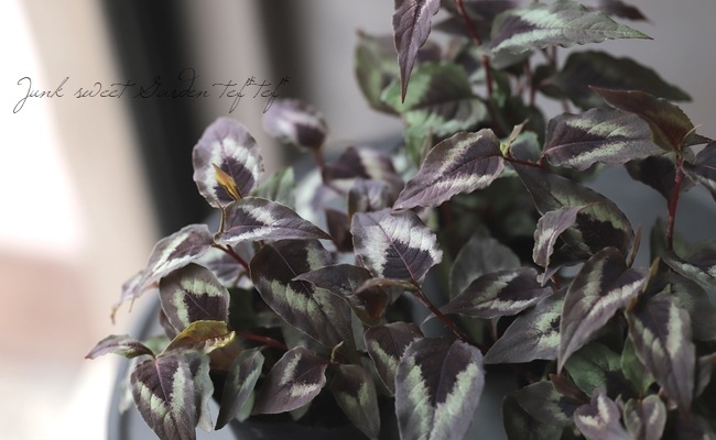 ペルシカリア 『レッドドラゴン』 | すべての商品 | | Junk