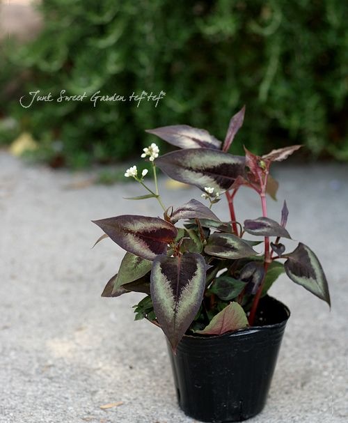 ペルシカリア 『レッドドラゴン』 | すべての商品 | | Junk sweet