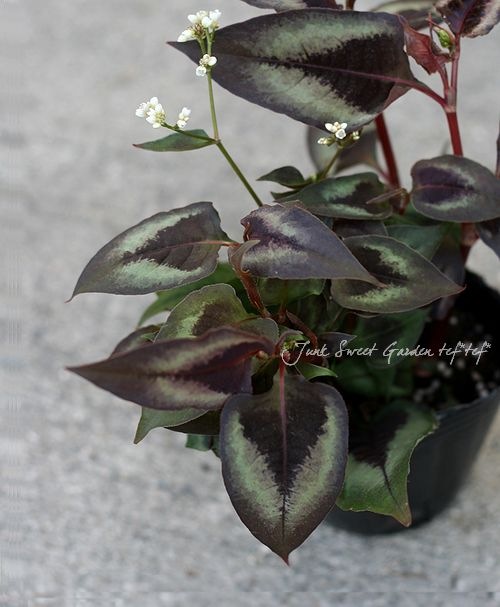 ペルシカリア 『レッドドラゴン』 | すべての商品 | | Junk sweet