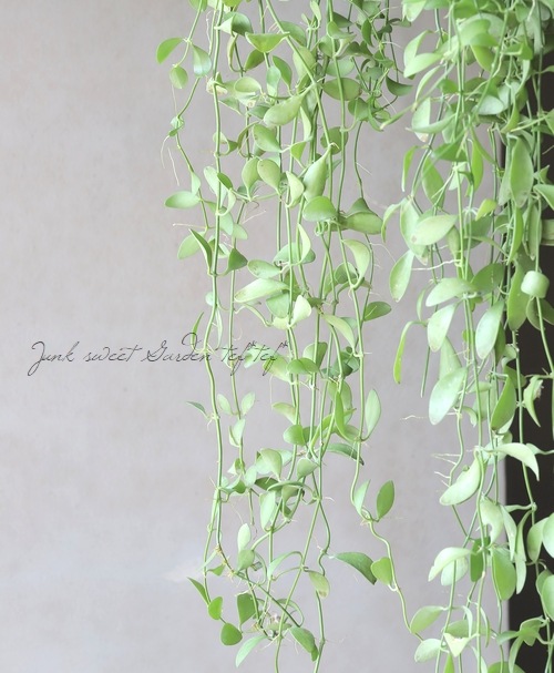 �ڴ��տ�ʪ�� �ݶ̤Υǥ������ǥ������إץ���ʥ��꡼��١�