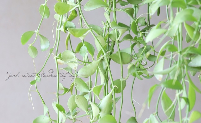 �ڴ��տ�ʪ�� �ݶ̤Υǥ������ǥ������إץ���ʥ��꡼��١�