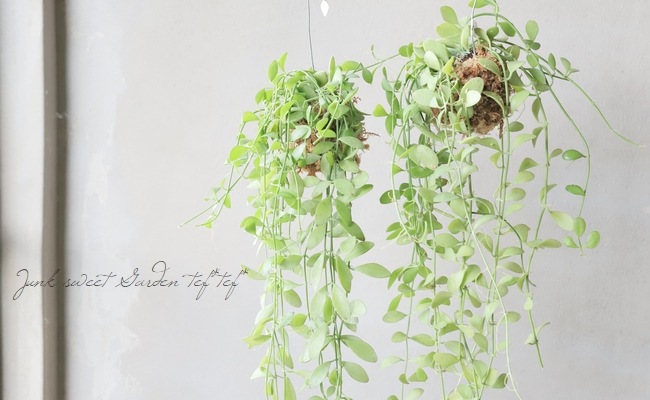 �ڴ��տ�ʪ�� �ݶ̤Υǥ������ǥ������إץ���ʥ��꡼��١�