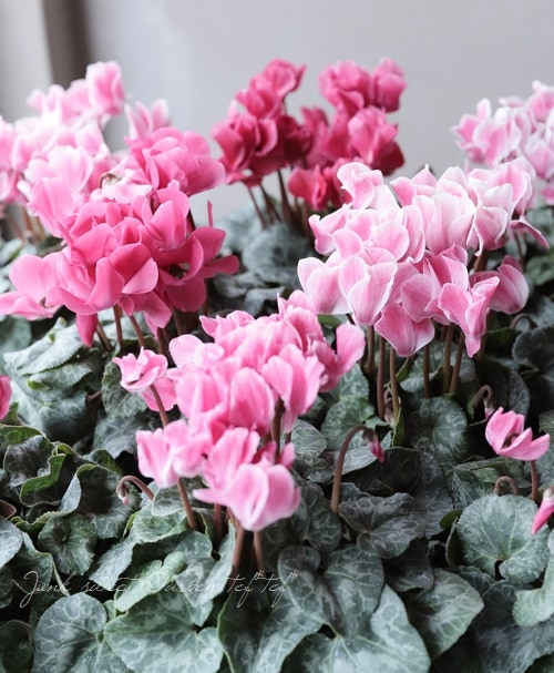 奥三河育ちのガーデンミニシクラメン・フレーム 『あずき』 | すべての