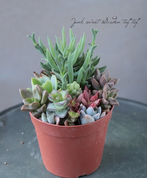 多肉植物】 MIX植え 【NO.C】 | すべての商品 | | Junk sweet Garden