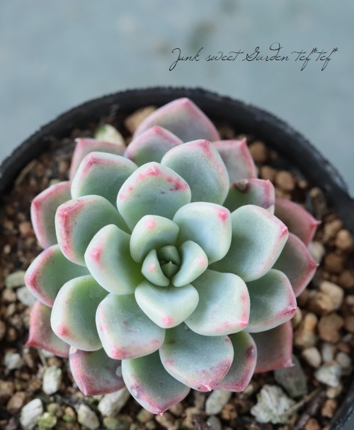 ��¿����ʪ�� �إ˥Хꥹ�١������٥ꥢ°�����Ȥ����꡼��