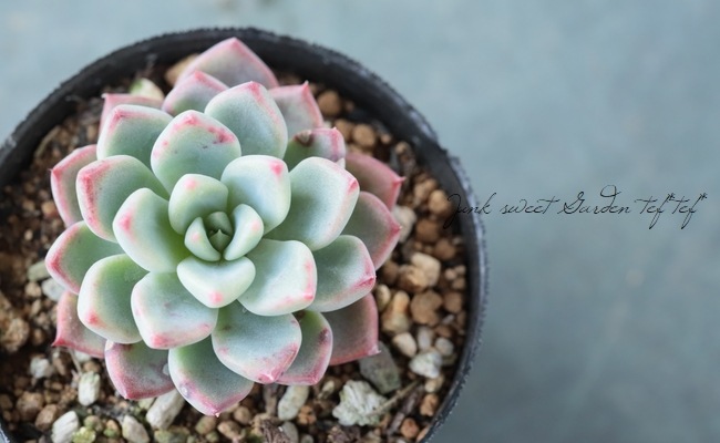 ��¿����ʪ�� �إ˥Хꥹ�١������٥ꥢ°�����Ȥ����꡼��