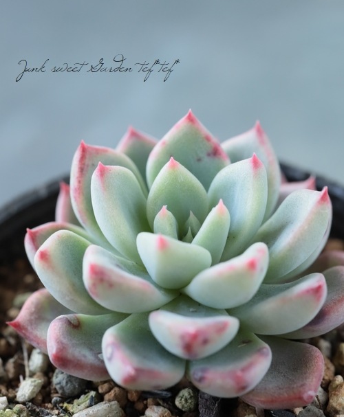 ��¿����ʪ�� �إ˥Хꥹ�١������٥ꥢ°�����Ȥ����꡼��