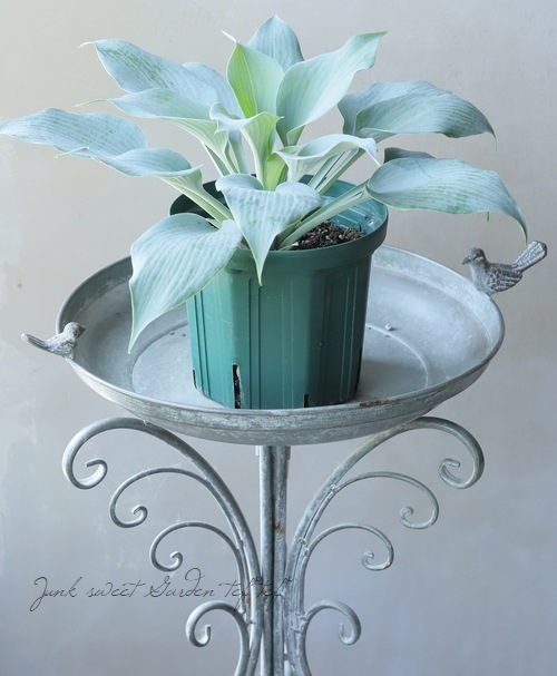 �ۥ��������ܥ��� �إϥ륷�����