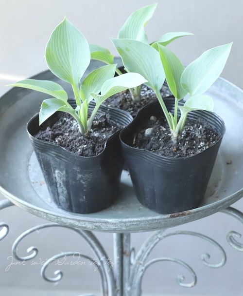 �ۥ��������ܥ��� �إϥ륷�����