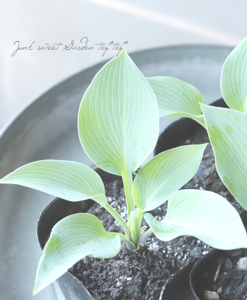 �ۥ��������ܥ��� �إϥ륷�����