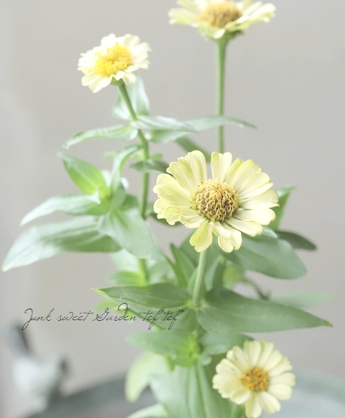 ジニア・シンデレラ 『Aタイプ』 | すべての商品 | | Junk sweet