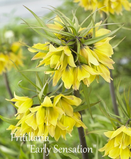 ڵ庬 μХꡦեꥢ إ꡼󥻡