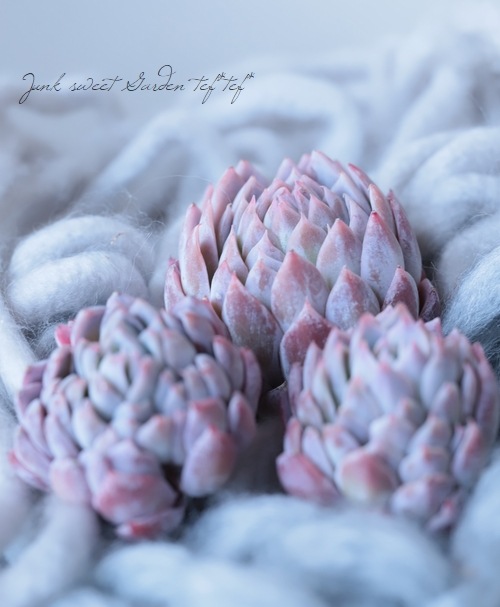 ��¿����ʪ�ۡ��إХ�����åȥ�������١������٥ꥢ°