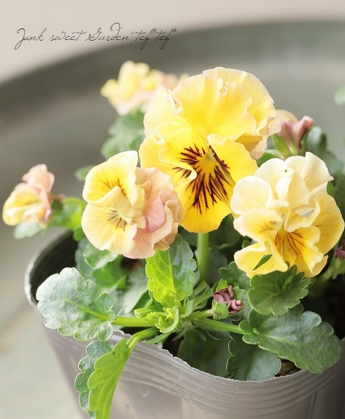 ☆育種うえたオリジナルパンジー 『天の羽衣』 【B】 | すべての商品