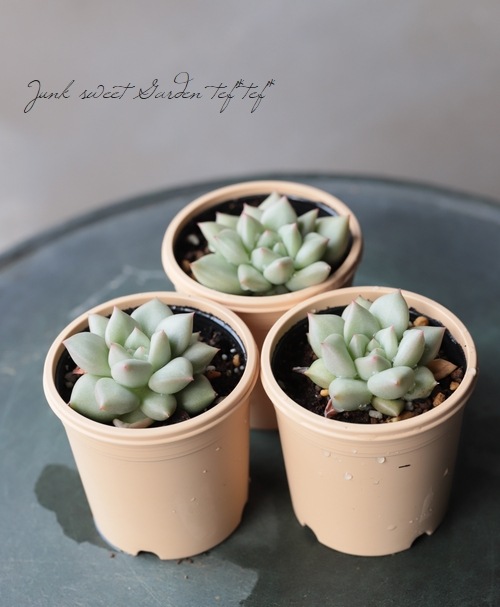 多肉植物】 『アイボリー』 エケベリア属 いとうぐりーん | すべての