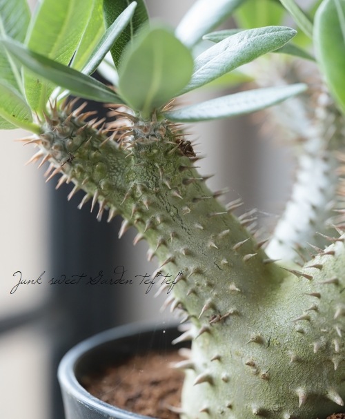 ������ʪ �إѥ��ݥǥ�����ٰ�ƣ�ϥ��֥�å�