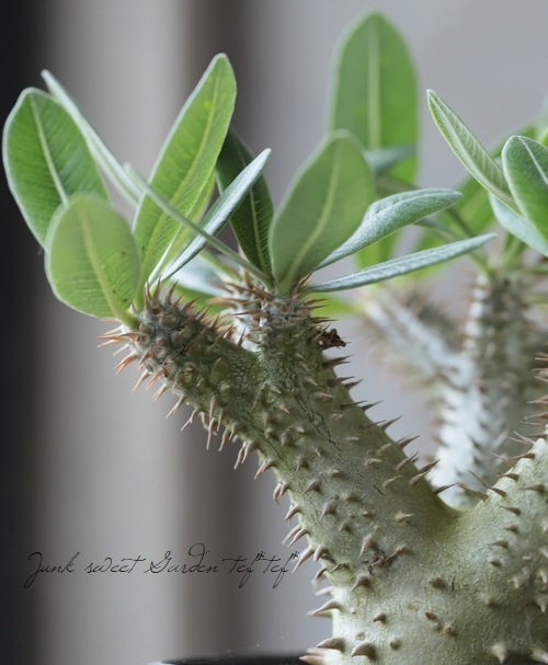 ������ʪ �إѥ��ݥǥ�����ٰ�ƣ�ϥ��֥�å�