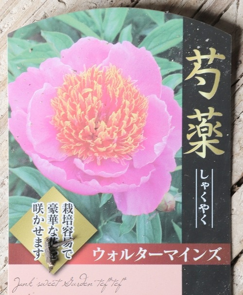 芍薬 『ウォルターマインズ』 春芽吹き | すべての商品 | | Junk sweet