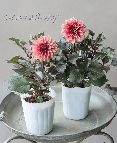 ダリア チョコレート アプリコット ① 軟質鉢※ラベルは違う色のがつい