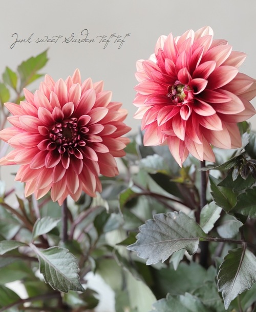 銅葉ダリア・ラベラグランデ・チョコレートシリーズ『アプリコット