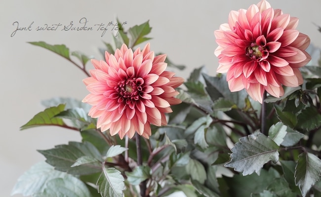 銅葉ダリア・ラベラグランデ・チョコレートシリーズ『アプリコット