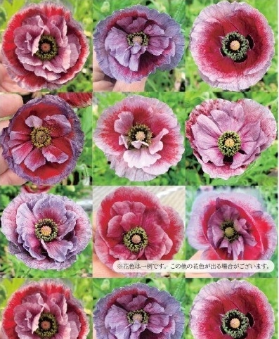 希少！ポピー 『アメージンググレイ×パンドラ』 交配品種 植え込み用
