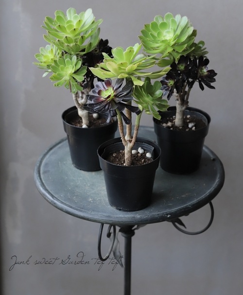 多肉植物】 『黒法師×カナリエンス』 不思議な枝株！ アエオニウム属